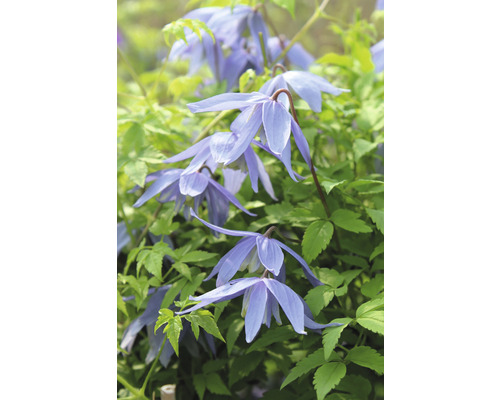 Plamének alpský na špalíru FloraSelf Clematis alpina cca 60 cm květináč 6 l Detailní záběr modrých květů plaménku s zelenými listy