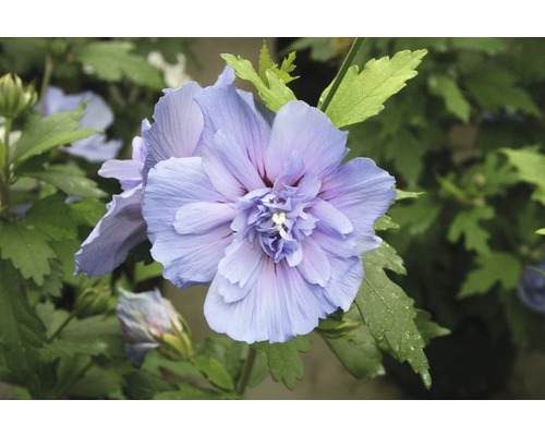 Ibišek syrský na kmínku FloraSelf Hibiscus syriacus 'Blue Chiffon' výška kmene 50 cm květináč 3 l Ibišek syrský na kmínku FloraSelf Hibiscus syriacus 'Blue Chiffon' výška kmene 50 cm květináč 3 l