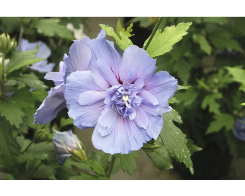 Ibišek syrský FloraSelf Hibiscus syriacus 'Blue Chiffon' 50-60 cm květináč 4,5 l