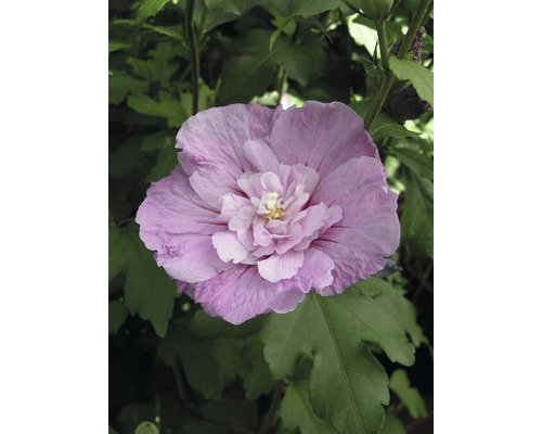 Ibišek syrský FloraSelf Hibiscus syriacus 'Lavender Chiffon' ® 50-60 cm květináč 4,5 l