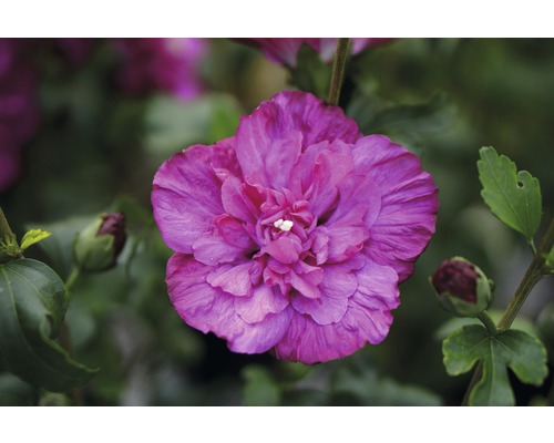 Ibišek syrský FloraSelf Hibiscus syriacus 'Magenta Chiffon' 50-60 cm květináč 4,5 l