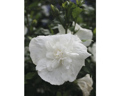 Ibišek syrský FloraSelf Hibiscus syriacus 'White Chiffon' 50-60 cm květináč 4,5 l Detailní záběr jediného bílého květu ibišku