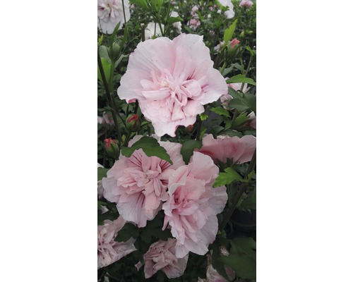 Ibišek syrský FloraSelf Hibiscus syriacus 'Pink Chiffon' 50-60 cm květináč 4,5 l Detail plných květů ibišku