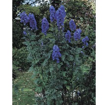 Oměj FloraSelf Aconitum carmichaelii 'Arendsii' 5-40 cm květináč 0,5 l