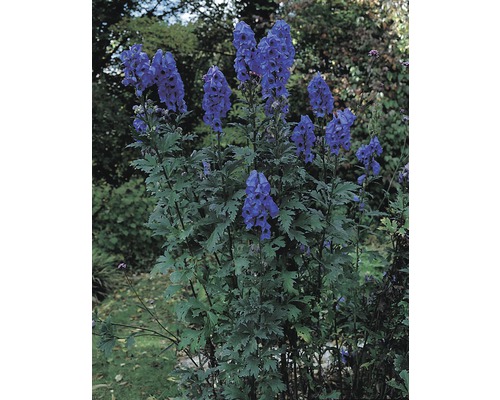 Zahradní scéna s kvetoucí oměj