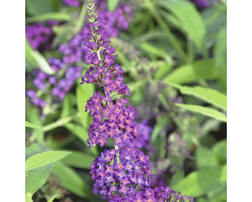 Komule Davidova, letní šeřík FloraSelf Buddleja davidii POQUITO® 'Magenta Munchkin' výška cca 40 cm květináč 4,5 l