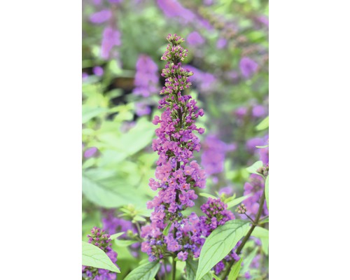 Komule Davidova, letní šeřík FloraSelf Buddleja davidii POQUITO ®'Orchid Annie' výška cca 40 cm květináč 4,5 l