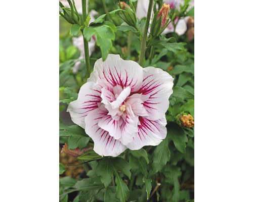 Ibišek syrský FloraSelf Hibiscus syriacus 'Starburst Chiffon' 50-60 cm květináč 4,5 l