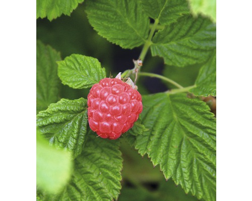 Maliník beztrnný BrazelBerry ® 'Raspberry Shortcake' ® 25-30 cm květináč 4,5 l