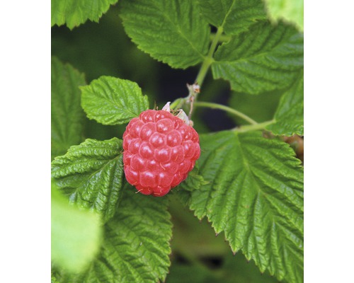 Maliník beztrnný BrazelBerry ® 'Raspberry Shortcake' ® 25-30 cm květináč 4,5 l Detailní pohled na malinu na malinovém keři