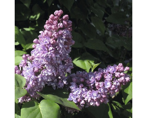 Šeřík obecný FloraSelf Syringa vulgaris 'Mrs Edward Harding' 40-60 cm květináč 3 l