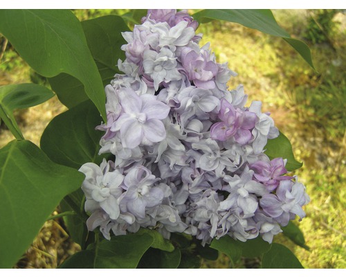 Šeřík obecný FloraSelf Syringa vulgaris 'Katherine Havemeyer' 40-60 cm květináč 3 l