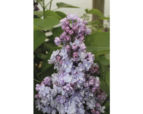 Šeřík obecný FloraSelf Syringa vulgaris 'Michel Buchner' 40-60 cm květináč 3 l