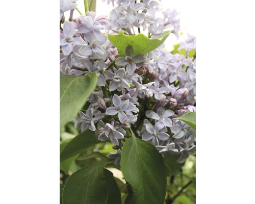 Šeřík obecný FloraSelf Syringa vulgaris 'Président Grévy' 40-60 cm květináč 3 l