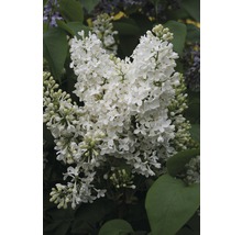 Detail bílého květu šeříku se zelenými listy