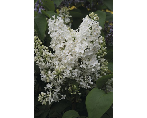 Šeřík obecný FloraSelf Syringa vulgaris 'Mme Florent Stepman' 40-60 cm květináč 3 l