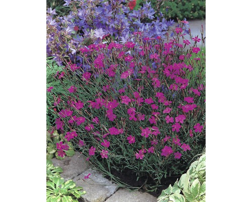 Hvozdík kropenatý FloraSelf Dianthus deltoides 'Splendens' 5-20 cm květináč 0,5 l Hvozdík s malými fialovými květy v zahradě.