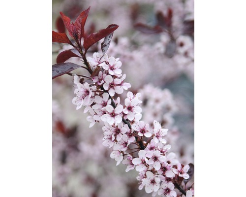 Okrasná slivoň myrobalán zakrslá FloraSelf Prunus cistena polokmen 40 cm výška 60-100 cm květináč 6 l