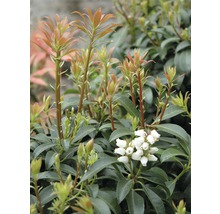 Pieris japonský FloraSelf Pieris japonica "Bonfire" výška 40-50 cm květináč 6 l