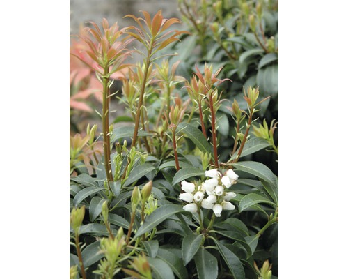 Pieris japonský FloraSelf Pieris japonica "Bonfire" výška 40-50 cm květináč 6 l Stálezelený pieris s listy a květy