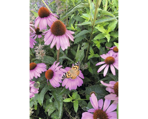 Detailní záběr květů třapatky nachové s motýlem v zahradě.