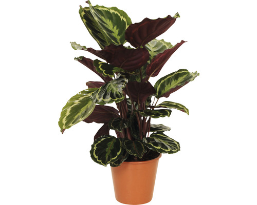 Kalátea FloraSelf Calathea 'Medallion' výška 40-60 cm květináč Ø 19 cm