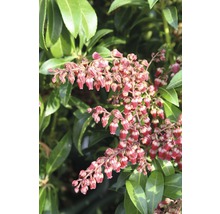 Pieris japonský FloraSelf Pieris japonica "Passion"® výška 40-50 cm květináč 6 l