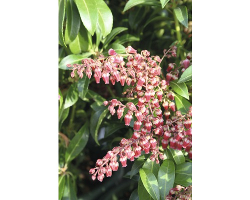 Pieris japonský FloraSelf Pieris japonica "Passion"® výška 40-50 cm květináč 6 l