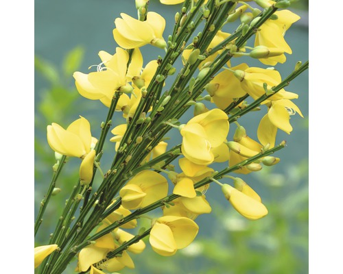 Janovec metlatý FloraSelf Cytisus praecox 'Allgold' výška 80-100 cm květináč 15 l