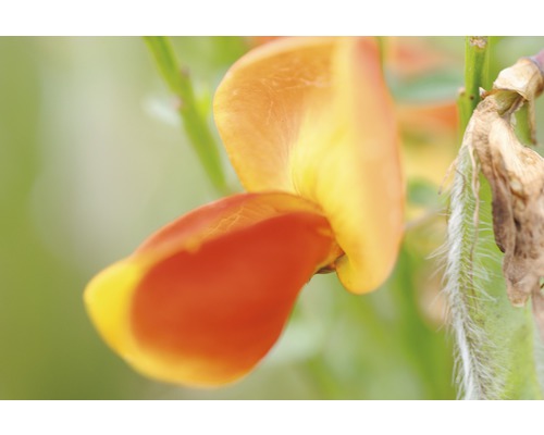 Janovec metlatý oranžovožlutý FloraSelf Cytisus scoparius 'Lena' výška 100-125 cm květináč 15 l