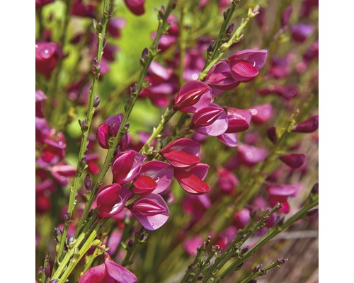 Janovec metlatý karmínový FloraSelf Cytisus scoparius 'Boskoop Ruby' výška 100-125 cm květináč 15 l