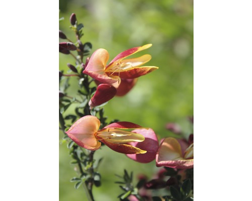 Janovec metlatý krémově růžový FloraSelf Cytisus praecox 'Zeelandia' výška 100-125 cm květináč 15 l Janovec metlatý krémově růžový FloraSelf Cytisus praecox 'Zeelandia' výška 100-125 cm květináč 15 l