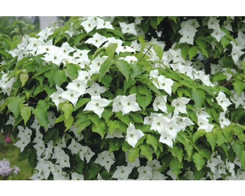 Dřín japonský FloraSelf Cornus kousa 'Milky Way' výška 100-125 cm květináč 18 l Kvetoucí dřín s bílými květy a zelenými listy.
