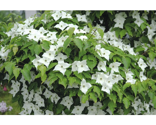 Dřín japonský FloraSelf Cornus kousa 'Milky Way' výška 100-125 cm květináč 18 l