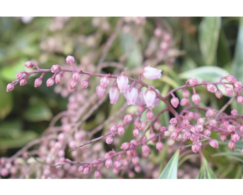 Pieris japonský FloraSelf Pieris japonica 'Ralto Rose' 40-50 cm květináč 6 l Detail kvetoucích pierisů