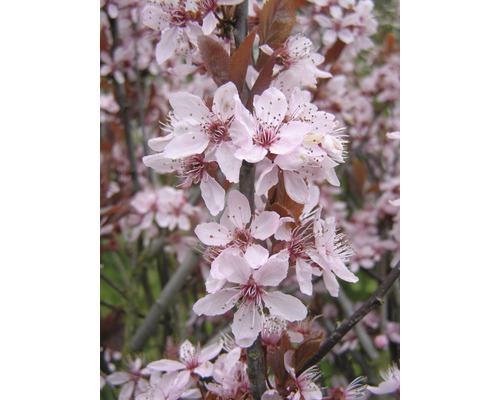 Slivoň trpasličí myrobalán FloraSelf Prunus cerasifera 'Nigra' polokmen 125 cm 150-175 cm květináč 18 l