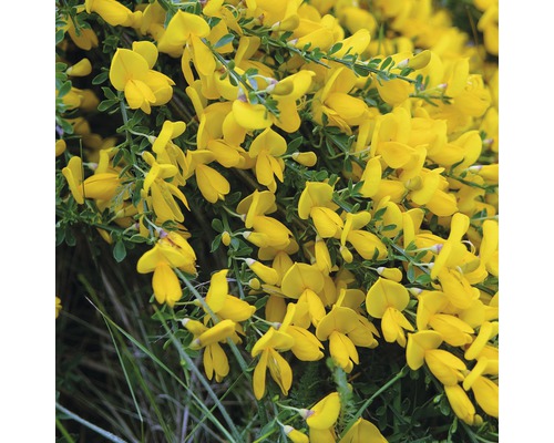 Janovec metlatý žlutý kmínek 80 cm FloraSelf Cytisus scoparius 'Golden Sunlight' celková výška 100-110 cm květináč 18 l