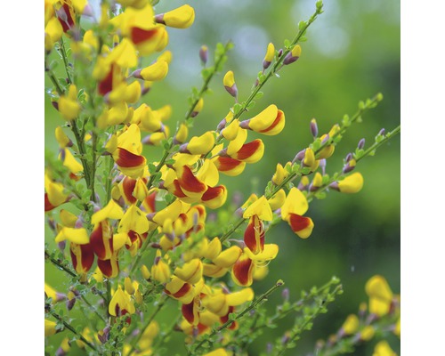Janovec metlatý žlutočervený kmínek 80 cm FloraSelf Cytisus scoparius 'Andreas Splendens' celková výška 100-125 cm květináč 18 l Janovec metlatý žlutočervený kmínek 80 cm FloraSelf Cytisus scoparius 'Andreas Splendens' celková výška 100-125 cm květináč 18 l
