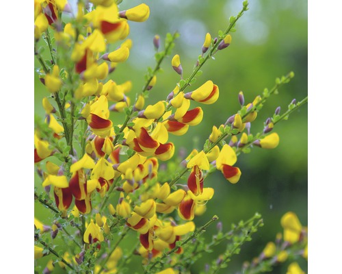 Janovec metlatý žlutočervený kmínek 80 cm FloraSelf Cytisus scoparius 'Andreas Splendens' celková výška 100-125 cm květináč 18 l