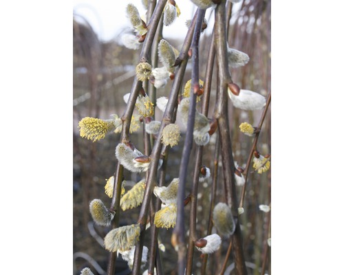 Vrba jíva FloraSelf Salix caprea 'Pendula' polokmen 125 cm výška 125-140 cm květináč 18 l
