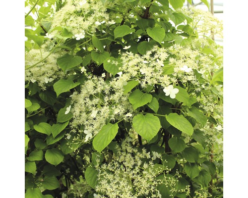 Hortenzie řapíkatá na špalíru FloraSelf Hydrangea petiolaris výška cca 80 cm květináč 6 l