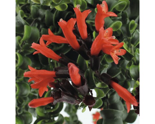 Detailní pohled na květ rtěnky s červenými květy a zelenými listy.