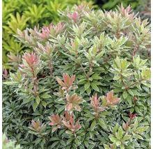 Pieris japonský FloraSelf Pieris japonica 'Little Heath' 40-50 cm květináč 6 l