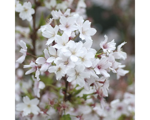 Třešeň kurilská FloraSelf Prunus kurilensis 'Brillant' polokmen 125 cm výška 150-175 cm květináč 18 l