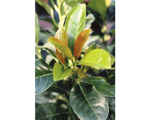 Bobkovišeň lékařská FloraSelf Prunus laurocerasus 'Etna' výška 30-40 cm květináč 2,8 l