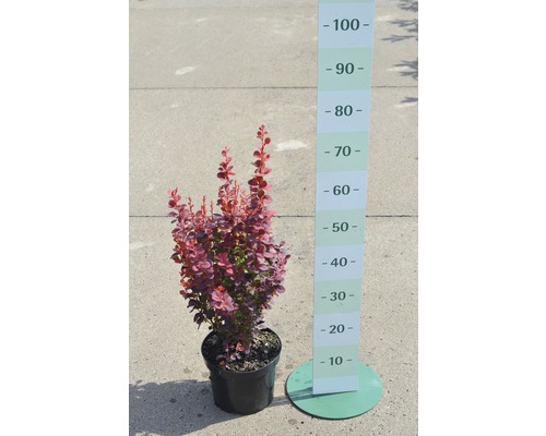 Dřišťál v květináči s uvedením velikosti