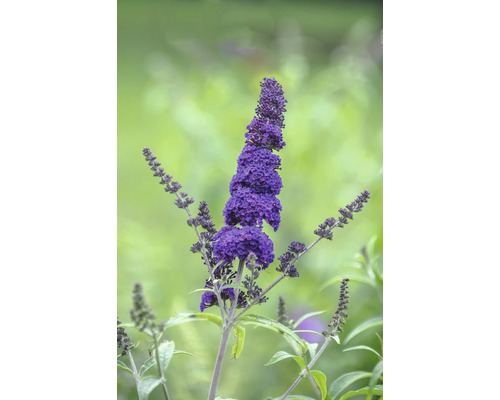 Motýlí keř, komule Davidova FloraSelf Buddleja davidii 'Black Knight' výška 60-80 cm květináč 4,5 l