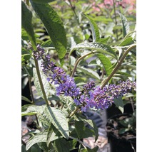 Motýlí keř, komule Davidova FloraSelf Buddleja davidii 'Empire Blue' výška 60-80 cm květináč 4,5 l