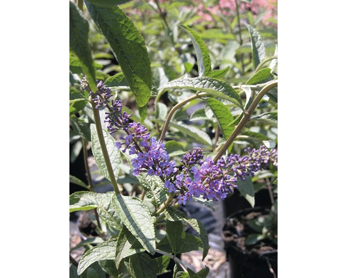 Motýlí keř, komule Davidova FloraSelf Buddleja davidii 'Empire Blue' výška 60-80 cm květináč 4,5 l