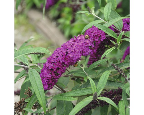 Motýlí keř, komule Davidova FloraSelf Buddleja davidii 'Royal Red' výška 60-80 cm květináč 4,5 l